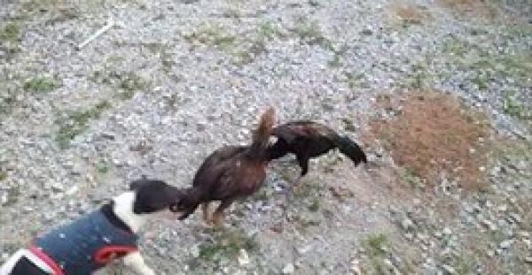 فيديو طريف لكلب يتدخل لفض شجارعنيف بين دجاجتين