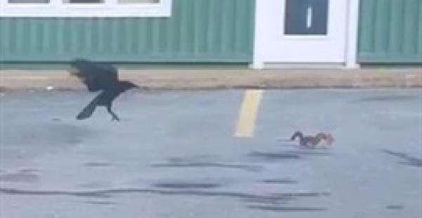 بالفيديو.. قتال شرس بين سنجاب وغراب على قطعة بيتزا