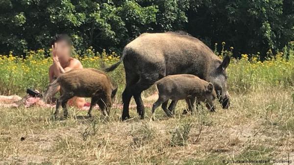 رجل عار في برلين يطارد خنزيراً سرق حقيبته الثمينة