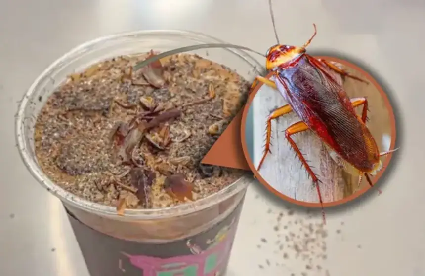 طعم غريب ورائحة لا تنسى.. قهوة الصراصير والنمل تكتسح الصين!