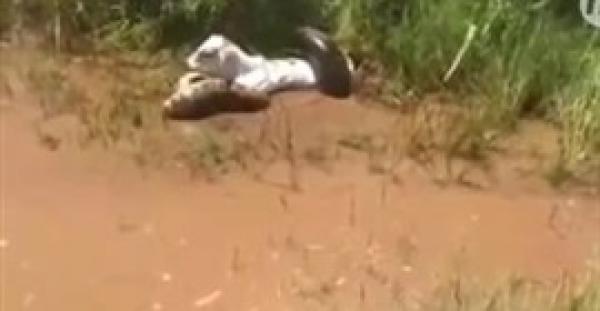 بالفيديو.. لحظة التهام أفعى ضخمة عجل أمام أنظار صاحبه