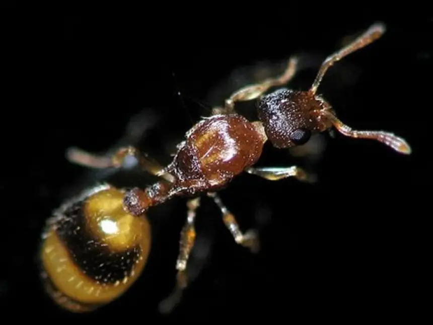 اكتشاف نوع جديد من النمل بالمغرب يهز الأوساط العلمية