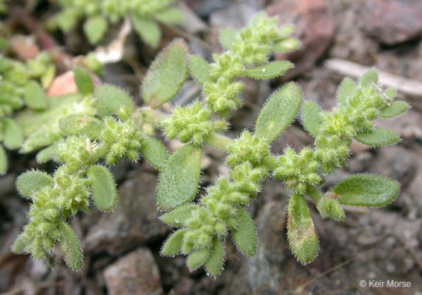 هراس الحجر بإغيل نومكون ، شفاء و رزق للناس