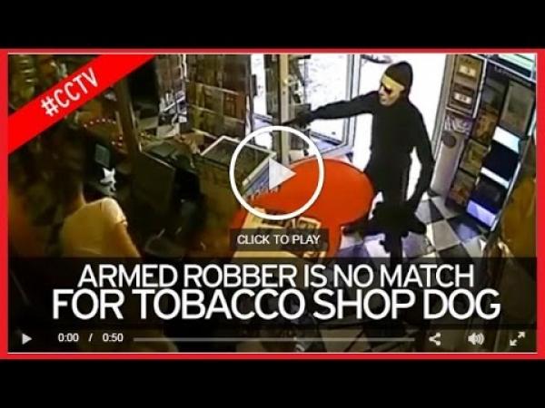 بالفيديو: كلب شجاع يحمي متجراً من سطو مسلح