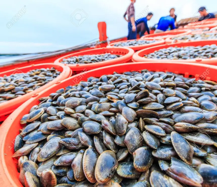 ردوا بالكم.. صدفيات مسمومة تهدد صحة المواطنين في الشمال