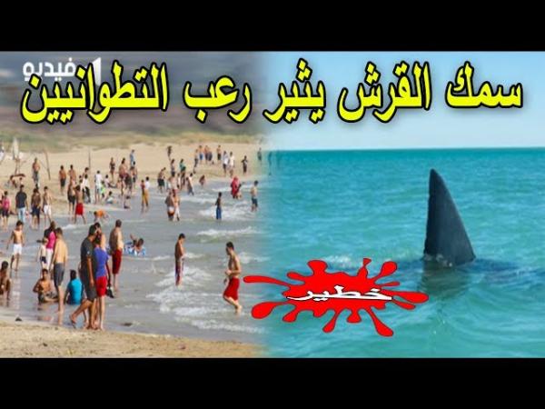 لحظة خروج سمك القرش بشاطئ ضواحي تطوان .. شاهد ردة فعل المواطنين