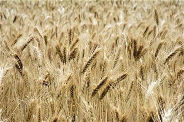 المغرب يستورد مليون طن قمح خلال ثلاثة أشهر