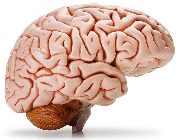 اكتشاف جزء بالمخ يمنع التسمم بسبب الحشيش