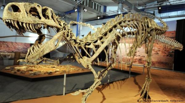 للبيع على إيباي.. عظام لديناصور صغير عمره 68 مليون سنة!