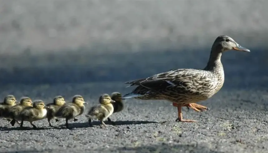 نفوق بطة يثير عاصفة غضب حول السيارات الذاتية في تكساس