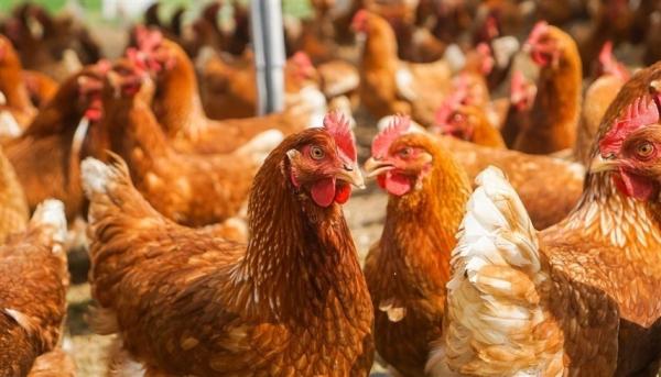 السلطات السويدية تقرر إعدام 340 ألف دجاجة بيّاضة