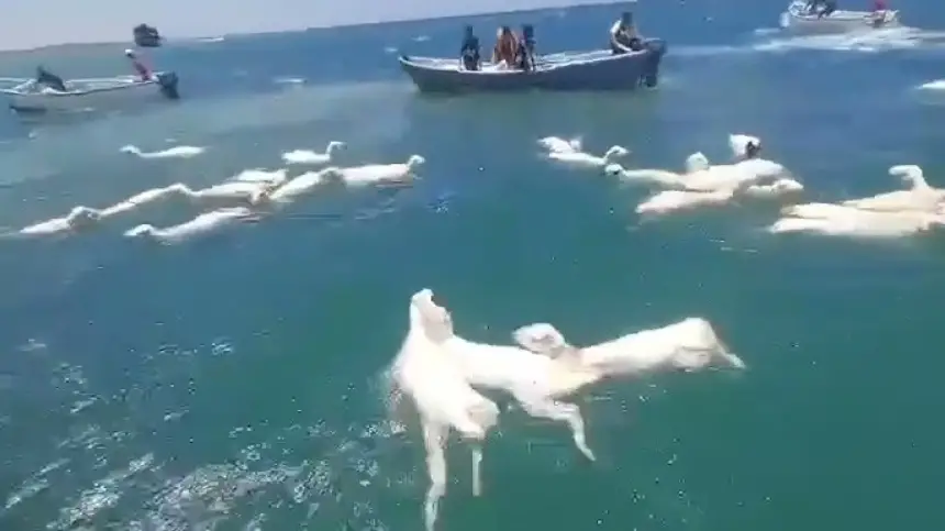 بالفيديو...   صيادون يمنيون ينقذون مئات الأغنام من الغرق عقب جنوح سفينة في البحر