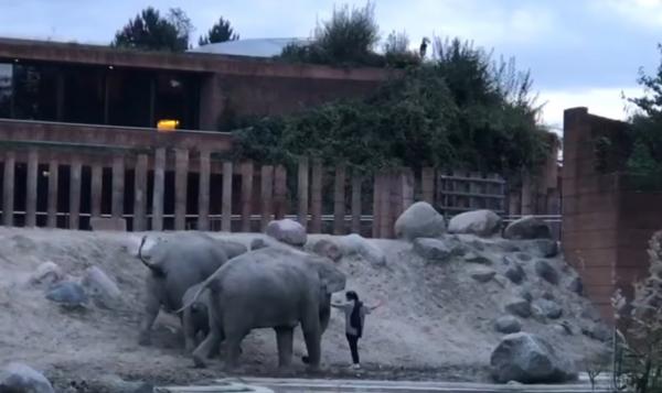 بالفيديو.. الأفيال تؤدب "المتطفل" بطريقتها الخاصة