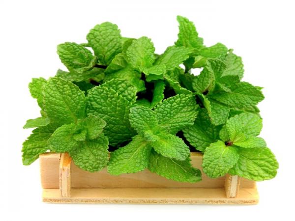 نصائح ذهبية لمواجهة حرارة الصيف