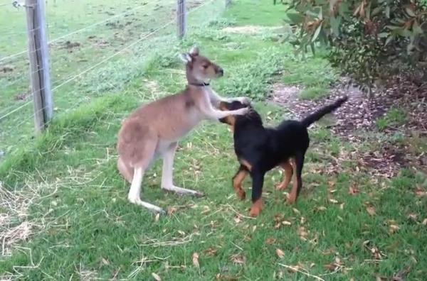 بالفيديو: صداقة حميمة بين كنغر وكلب
