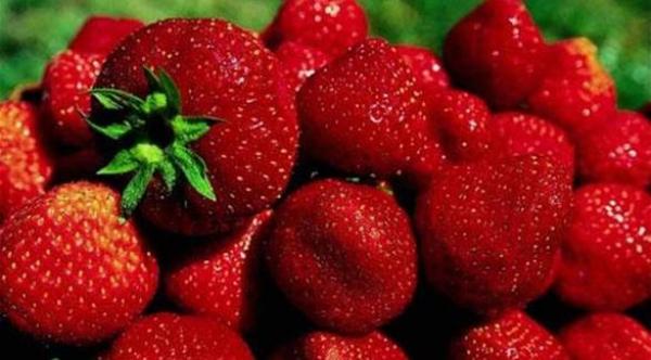  تحتوي الفراولة على فيتامين "ج" بكمية أكبر من الليمون أو البرتقال (أرشيفية) 