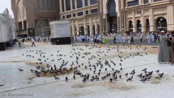 تعرف على سلالة "حمام الحرم المكي" وجزاء من يصطاده