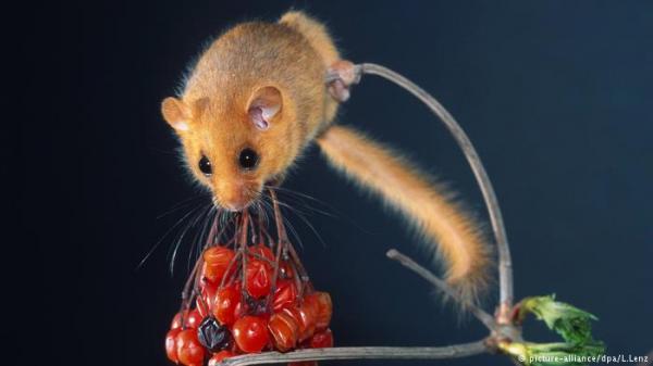 ألمانيا ـ تشييد قنطرة لحيوان الزغبة يُثير الانتقادات