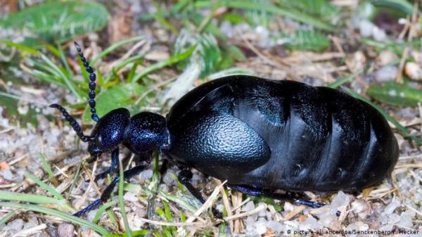 ثورة علمية ـ روبوت على شكل خنفساء يعمل بمادة كحولية بدل البطارية