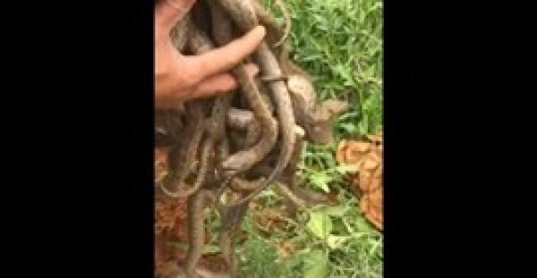 بالفيديو..رجل يضع يده في «عش أفاعي»