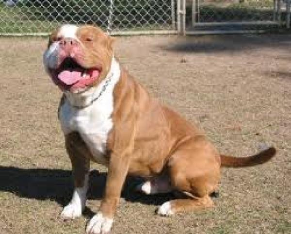 الصويرة: تشوه وجه طفل بعدما تعرض لعضة "بيتبول"