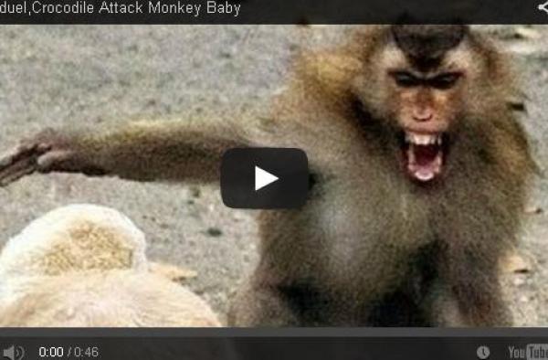 بالفيديو: معركة بين قردة وتمساح لانتزاع رضيعها من فكيه