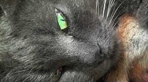 قطة حديثة الأمومة تتبنى أربعة سناجب