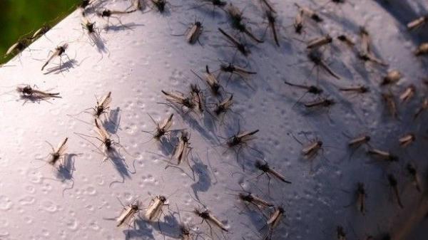 الوجهة السياحية الأولى للمغاربة في الصيف تعاني من اجتياح أسراب "الناموس"