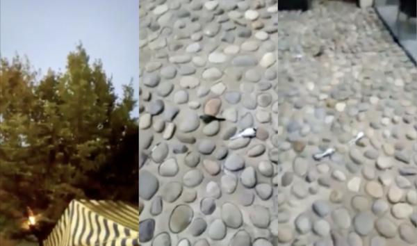 بالفيدو ..نفوق العديد من الطيور بالقرب من مستشفى بسبب شبكات 5G