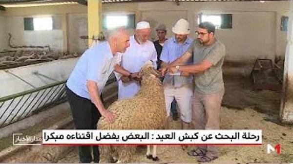 المغاربة ورحلة البحث عن كبش العيد