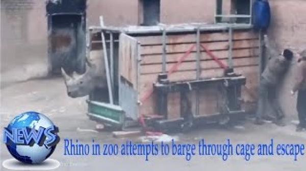 بالفيديو: لحظة فرار عمال حديقة حيوان من وحيد قرن