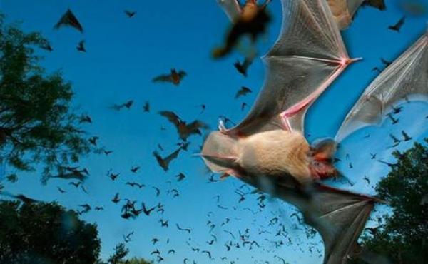 السماء تمطر "خفافيش ميتة" في أستراليا