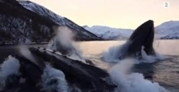 بالفيديو.. مواجهة مروعة بين 6 حيتان مع صيادين