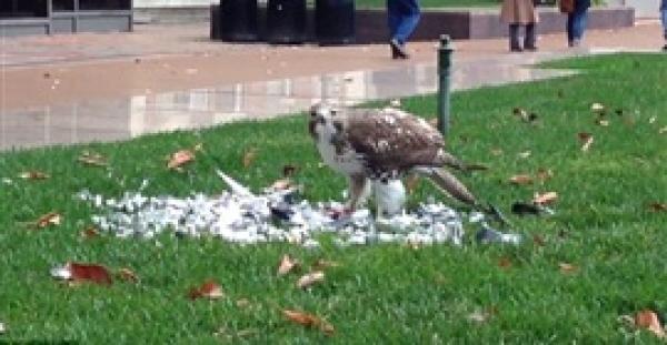 بالفيديو .. صقر يفترس حمامة بحرم جامعة أمريكية