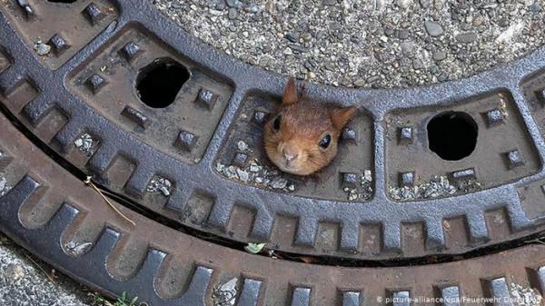 بعد ساعات من المعاناة...نهاية سعيدة لسنجاب