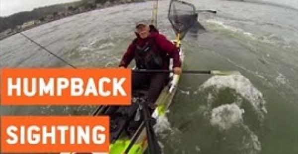 بالفيديو.. رد فعل صياد اصطدم بقاربه حيتان