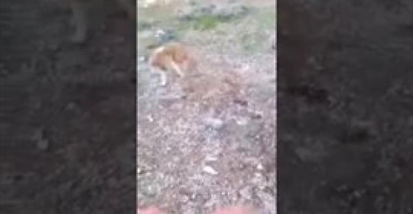 بالفيديو... أردني يشعل النار في كلب حي