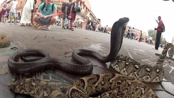 فرار ثعبان سام جدا يستنفر السلطات الأمنية بمراكش