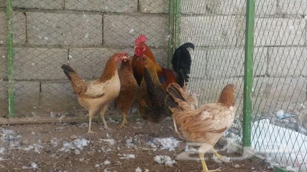 لن تصدق: مُدَرّسون أوزباكستانيون يتلقون أجورهم عبارة عن دجاج وخضروات..