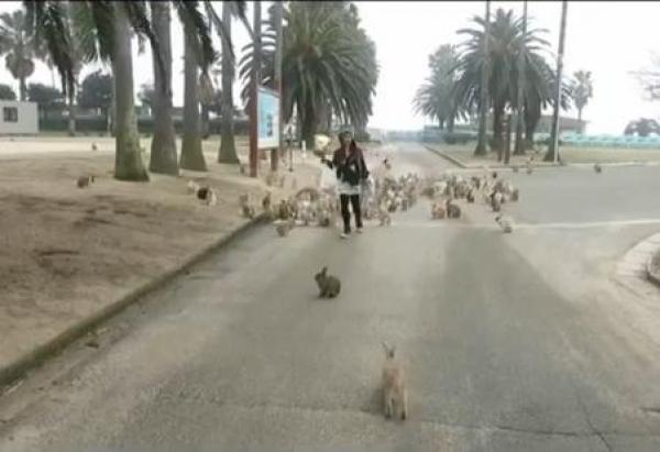 بالفيديو: أرانب تحول جزيرة يابانية إلى معلم سياحي