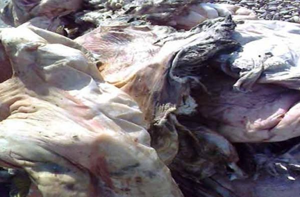 المغاربة مطالبون بعدم إحداث ثقوب أو تمزقات في «لهياضر»