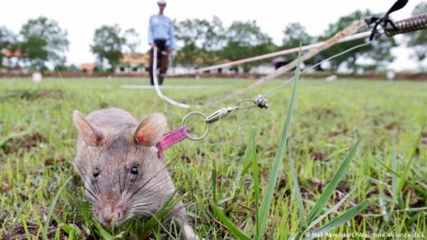 بحقيبة ظهر...فئران في مهمة نبيلة
