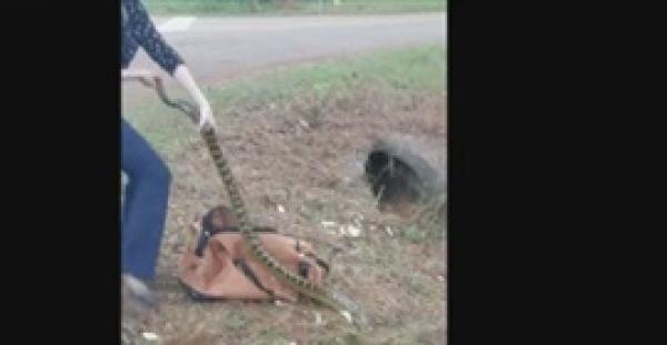 بالفيديو.. شرطية جريئة تمسك «أناكوندا» ضخم بيديها العاريتين