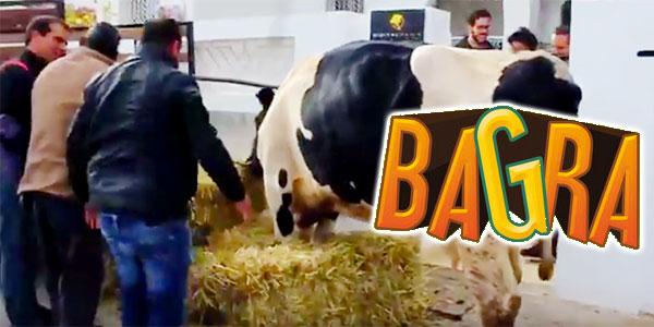 بالفيديو: بقرة هدية إذا فزت بلعبة فيديو محمولة بتونس
