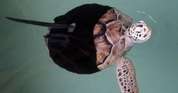 صدق أو لا تصدق سلاحف صينية تتبول من فمها