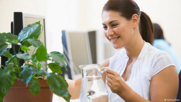 دراسة تشكك بجدوى النباتات المنزلية في تنقية الهواء