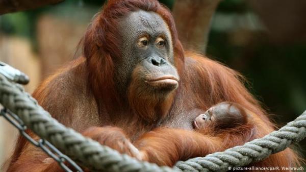 من دروس كورونا..عدم احترام الطبيعة فيه هلاك للبشر!