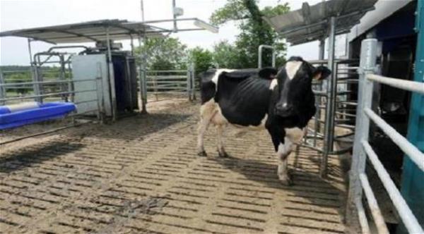 روبوت مبتكر لحلب الأبقار في فرنسا