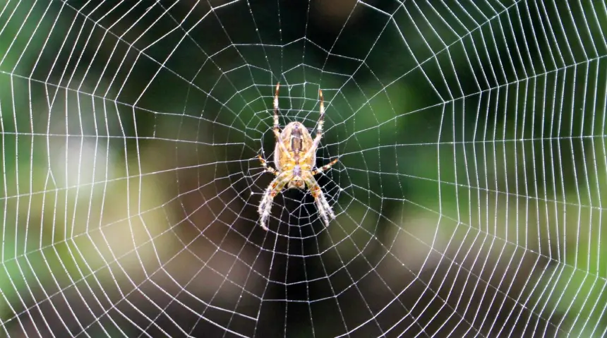 اكتشاف أكبر شبكة عنكبوتية في العالم تضم أكثر من 110 آلاف عنكبوت