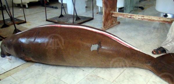 "عروس البحر" تظهر من جديد على شواطئ البحر الأحمر